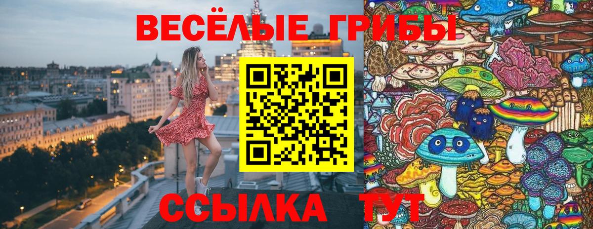 Чайковский  Псилоцибиновые грибы Cubensis  Вход с VPN 